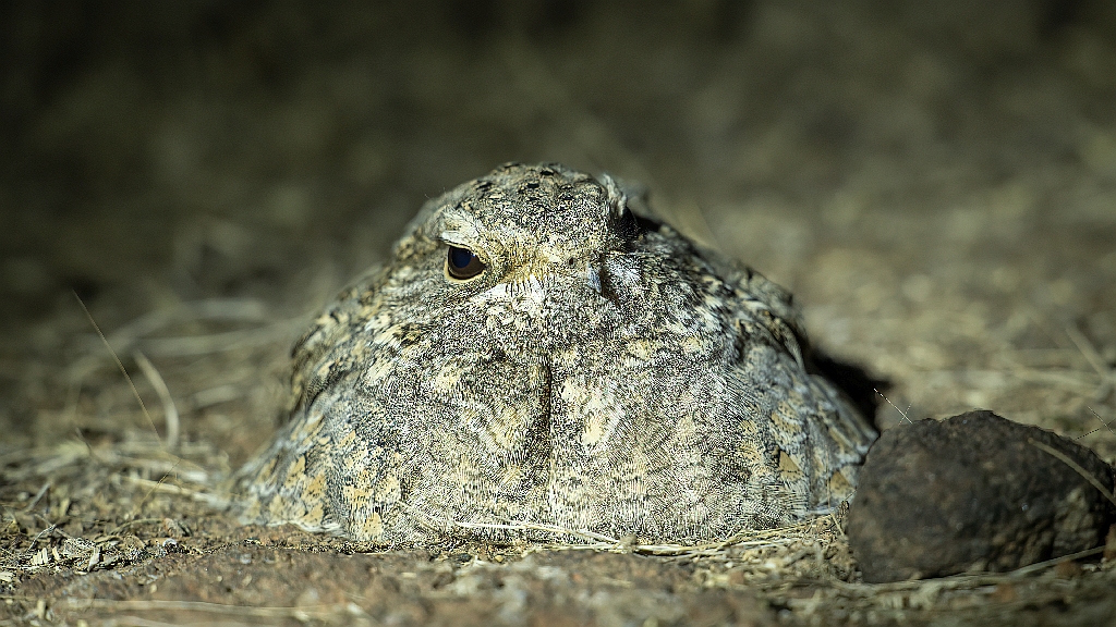 Sykes's Nightjar
